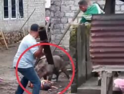 Tragis, Bocah 4 Tahun Di Ternate Diserang Dan Digigit Babi Hutan