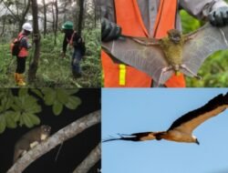 Harita Nickel Jaga Ekosistem Pulau Obi Lewat Monitoring Rutin Flora Dan Fauna