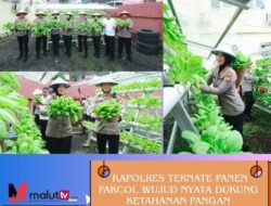 Kapolres Ternate Panen Pakcoi, Wujud Nyata Dukung Ketahanan Pangan