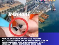 Ikan Kerapu Di Teluk Weda Ditemukan Terkontaminasi Zat Hitam, Diduga Dampak Pencemaran Industri Nikel