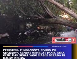 Diterpa Hujan Dan Angin Kencang, Pohon di Jalan Siswa Kota Ternate Tumbang Timpa 12 Motor Siswa