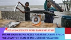 SUTAN Soligi Buka Akses Pasar Nelayan, Pasok Puluhan Ton Ikan ke Industri di Pulau Obi
