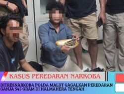 Ditresnarkoba Polda Malut Gagalkan Peredaran Ganja 545 Gram di Halteng