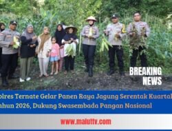 Polres Ternate Gelar Panen Raya Jagung Serentak Kuartal II Tahun 2026, Dukung Swasembada Pangan Nasional