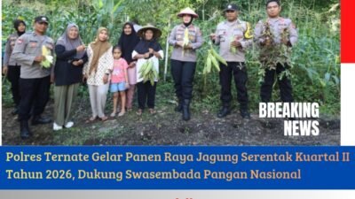Polres Ternate Gelar Panen Raya Jagung Serentak Kuartal II Tahun 2026, Dukung Swasembada Pangan Nasional
