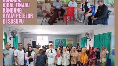 Jaring Asmara, Ketua DPRD Malut Iqbal Ruray Tinjau Kandang Ayam Petelur di Susupu.