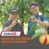 Gandeng Peneliti UGM, Pemda Halut Kembangkan Varietas Unggul Pala GAMAPALATO dengan Sistem Klonal.