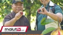 Gandeng Peneliti UGM, Pemda Halut Kembangkan Varietas Unggul Pala GAMAPALATO dengan Sistem Klonal.