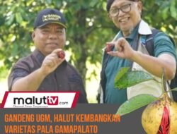 Gandeng Peneliti UGM, Pemda Halut Kembangkan Varietas Unggul Pala GAMAPALATO dengan Sistem Klonal.