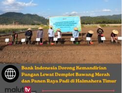 Bank Indonesia Dorong Kemandirian Pangan Lewat Demplot Bawang Merah dan Panen Raya Padi di Haltim