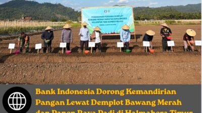 Bank Indonesia Dorong Kemandirian Pangan Lewat Demplot Bawang Merah dan Panen Raya Padi di Haltim