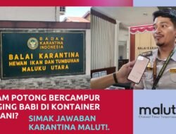 Benarkah Ayam Potong Bercampur Daging Babi di Kontainer Pelabuhan Ahmad Yani? Simak Jawaban Balai Karantina Malut!