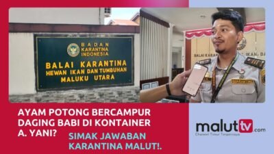 Benarkah Ayam Potong Bercampur Daging Babi di Kontainer Pelabuhan Ahmad Yani? Simak Jawaban Balai Karantina Malut!
