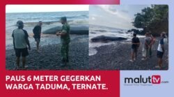 Gegerkan Warga, Paus 6 Meter Ditemukan Terdampar di Pantai Afe Taduma Ternate
