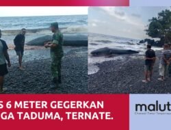 Gegerkan Warga, Paus 6 Meter Ditemukan Terdampar di Pantai Afe Taduma Ternate
